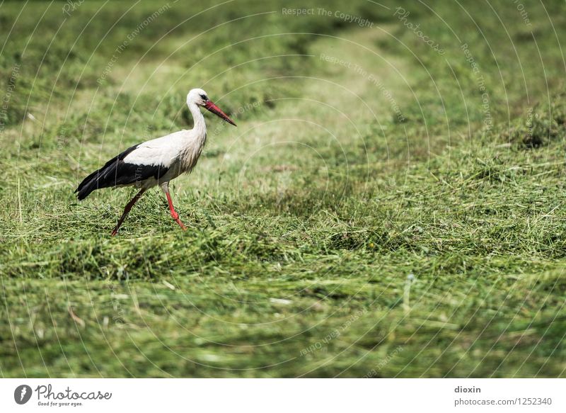 Stork in salad Environment Nature Plant Animal Grass Meadow Wild animal Bird White Stork 1 Natural Swagger Stride Colour photo Exterior shot Deserted Day