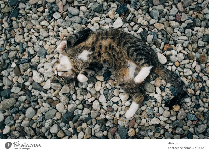 Spreedorado, just feel good about yourself! Animal Pet Cat 1 Gravel Pebble Stone Relaxation To enjoy Cuddly Natural Cute Contentment Joie de vivre (Vitality)
