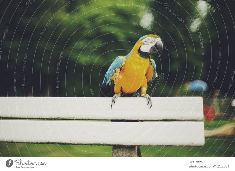 Funny bird Pet Bird Macaw Parrots 1 Animal Exceptional Multicoloured Yellow Bank building Exterior shot Free flight Happiness Colour photo Deserted