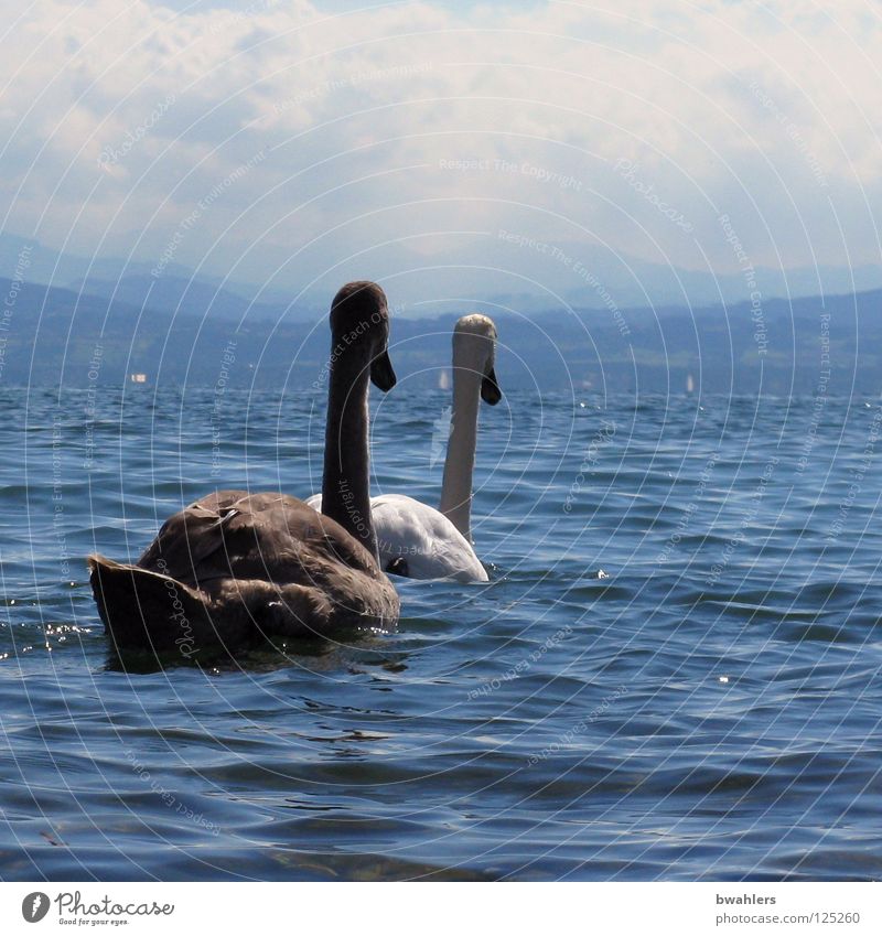 on the other bank Swan White Black Lake Waves Clouds 2 Bird Water Lake Constance Blue Sky Mountain mountain view Float in the water Swimming & Bathing