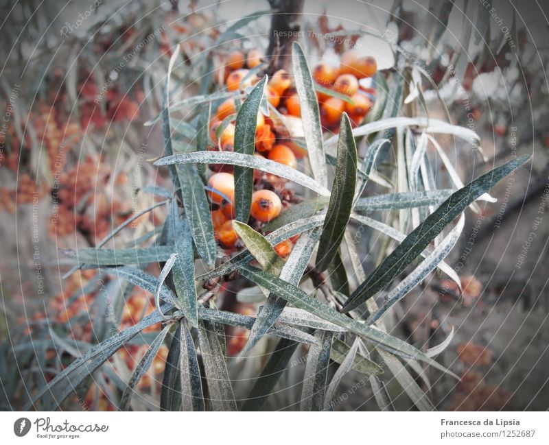Sea buckthorn in winter Sallow thorn Sallow thorn leaf Healthy Eating Nature Plant Winter Bushes Leaf Agricultural crop Growth Cold Round Juicy Sour Gray Green