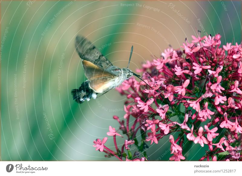 Pigeon tail; macroglossum; stellatarum; Wild animal Butterfly Flying To feed dove tail pigeon tail spur flower sportflowers Centranthus carp's tail warbler