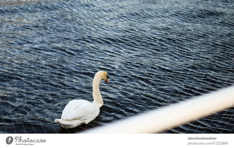 Swan at Harbour Animal 1 Moody Calm Sadness Loneliness Uniqueness Elegant Boredom Pride Colour photo Exterior shot Copy Space left Copy Space right