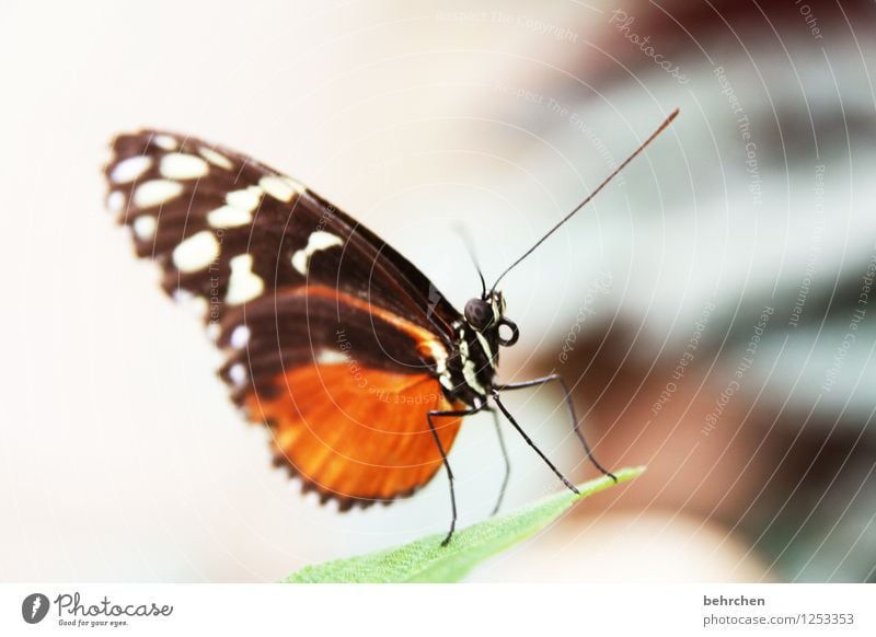 top model Animal Butterfly Wing common tiger Observe Flying Sit Esthetic Exceptional Beautiful Orange Compound eye Feeler Legs Trunk Colour photo Interior shot