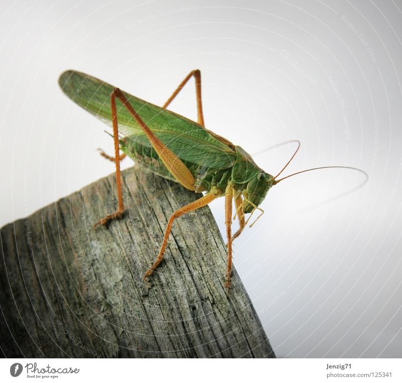Offside. Great green bushcricket Insect Green Animal Wood Jump grassüfer 6 legs Macro (Extreme close-up) Sit Wait