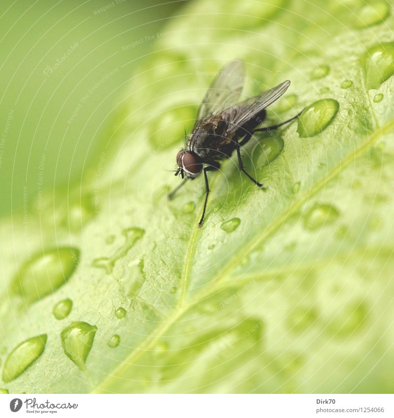 Puck with wet feet Garden Environment Plant Animal Water Drops of water Summer Bad weather Rain Bushes Leaf Insect Fly Wild animal 1 Freeze Sit Wait Disgust