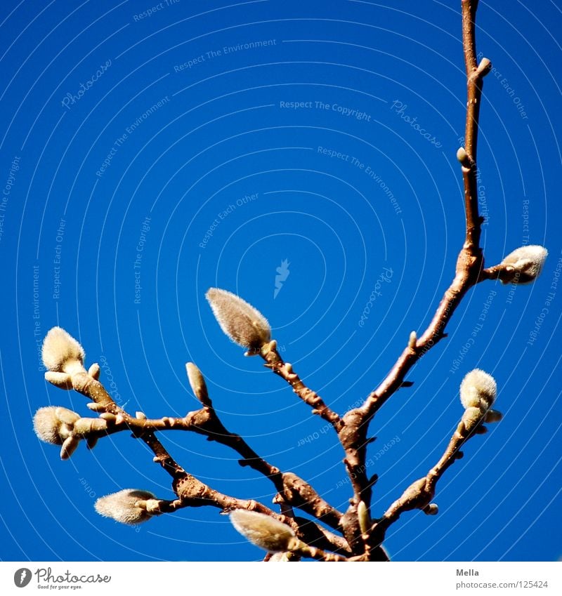 Spring! SECOND Expel Magnolia plants Physics Lighting Air Breathe Park Sky Blue Bud Branch Twig kick Beautiful weather Warmth Pollen