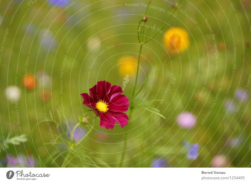 KaPing! Environment Nature Summer Plant Flower Grass Meadow Emotions Moody Joy Happiness Red Blossom Multicoloured Green Yellow Flashy Colour photo