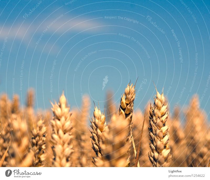 Rogg n Roll Nature Landscape Plant To enjoy Blue Yellow Gold Contentment Joie de vivre (Vitality) Authentic Rye Barley Field Working in the fields Baker