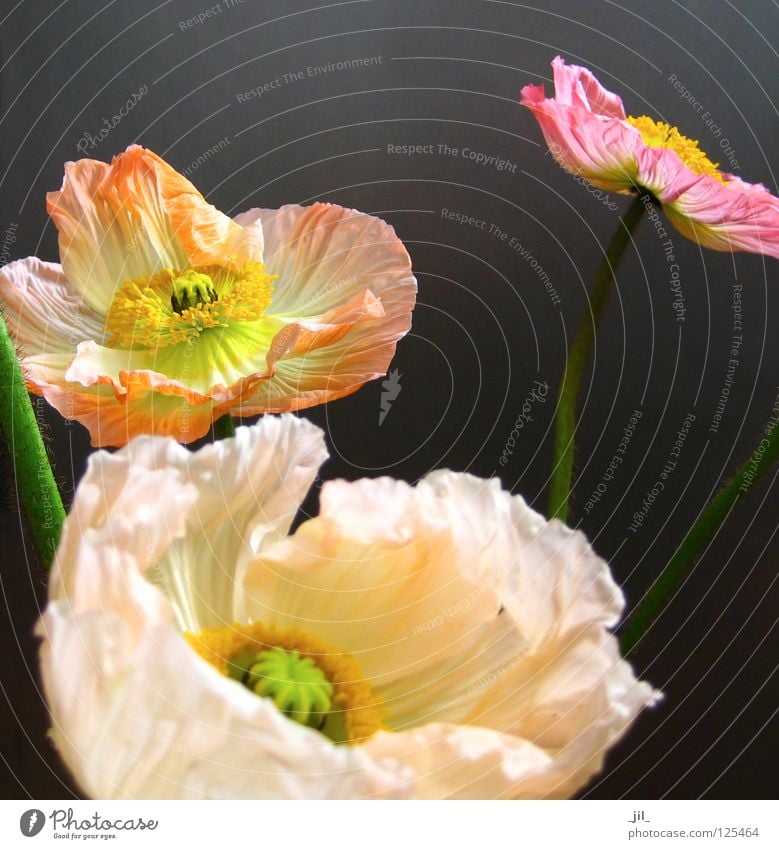 poppy - in the middle of life Beautiful Plant Flower Movement Yellow Gray Green Orange Pink Ease Poppy Poppy blossom Deploy Open Colour photo Neutral Background