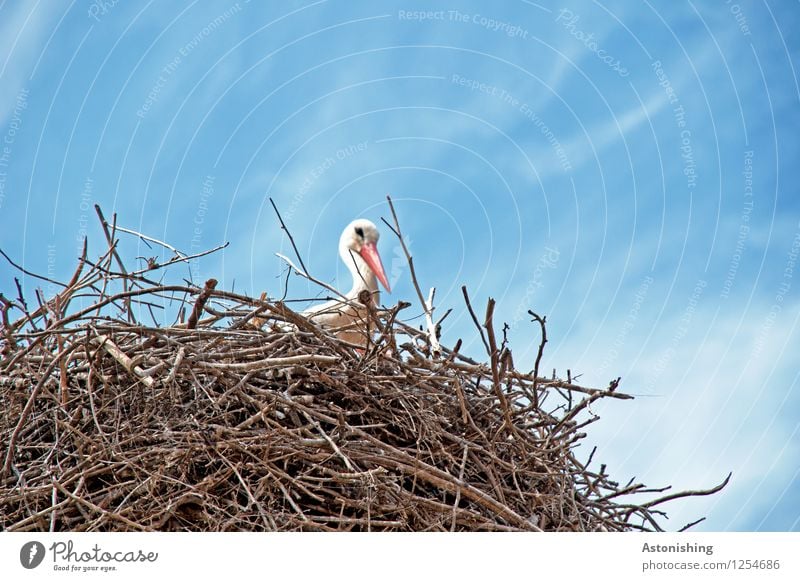 Stork in nest I Environment Nature Sky Clouds Animal Wild animal Bird Geranium 1 Wood Looking Sit Large Tall Blue Brown White Nest Nest-building Eyrie