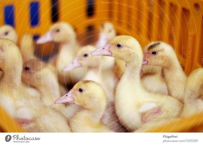 There's something to see. Farm animal Group of animals Yellow animal market Sell Laughter Duckling Killing Meat Bird Baby animal Beak ruptured Crate