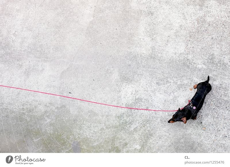 on the long line Animal Pet Dog Dachshund 1 Dog lead Ground Wait Small Love of animals Patient Colour photo Exterior shot Deserted Copy Space left