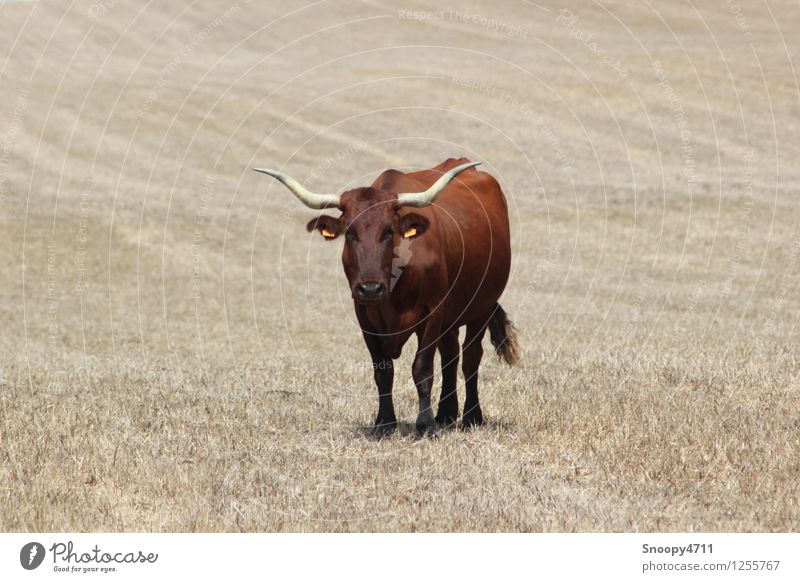 Pure power Nature Beautiful weather Meadow Farm animal Cow 1 Animal Threat Dry Warmth Brown Serene Patient Calm Esthetic Climate Power Environment Colour photo