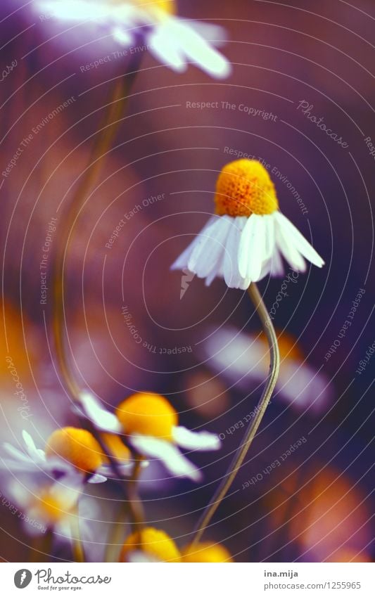 Camomile flowers II Environment Nature Plant Summer Flower Blossom Agricultural crop Garden Park Meadow Blossoming Fragrance Yellow Orange White Healthy