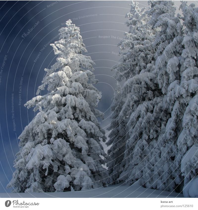 Deep frozen Winter Dress Forest Tree Cold Clink White Ice Snow winter dress Sky Frost land Branch Twig Blue Alps