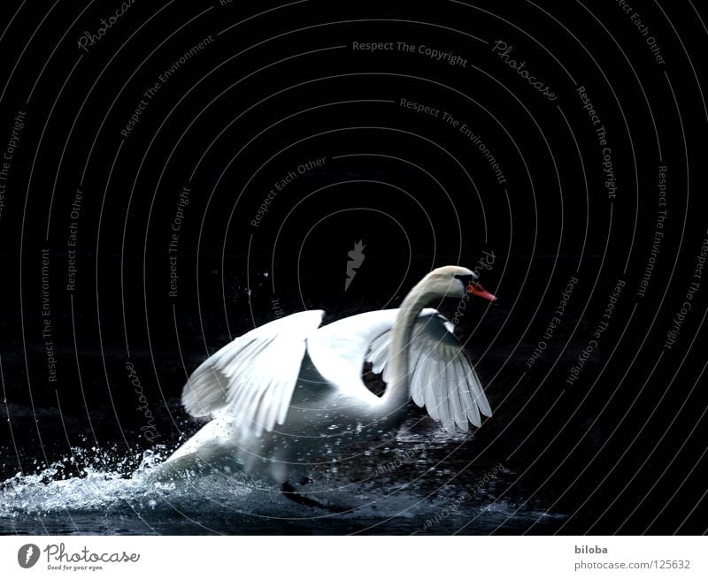 Swan lands in the water against a dark background landing Poultry Long Soft Graceful Elegant Grand piano Black conceit White birds White crest Body of water