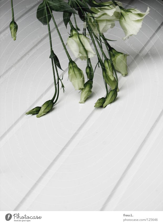 Buckled Flower Bouquet White Green Summer Lisianthus Delicate Wood Wooden board Broken Cold Hang Supercooled Funeral Grief Decoration Distress Lie Pallid