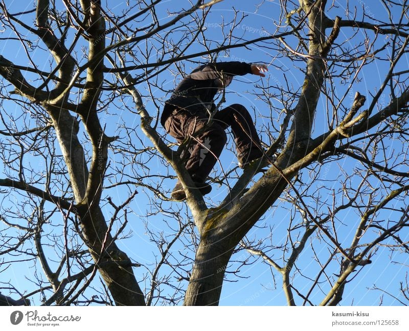 Up high! Tree Man Dangerous Winter Crazy Joy Leisure and hobbies Climbing more youthful Branch Threat Sky