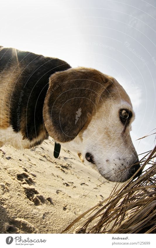 Dog on the beach Beach Beagle Pet Animal Summer Winter Lake Common Reed Tracks Spy Search Snout Lop ears Tricolour Pelt Animal portrait Hound Dazzle