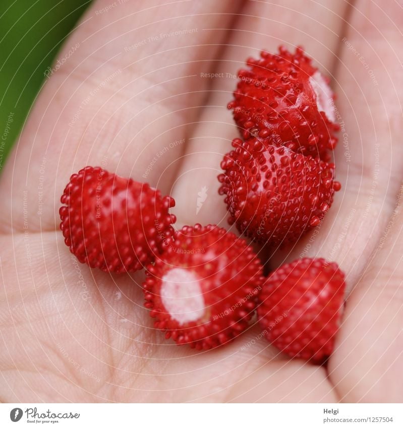 bogus strawberries Food Fruit Strawberry Wild strawberry Nutrition Vegetarian diet Human being Hand Fingers To hold on Lie Exceptional Fresh Small Natural Pink