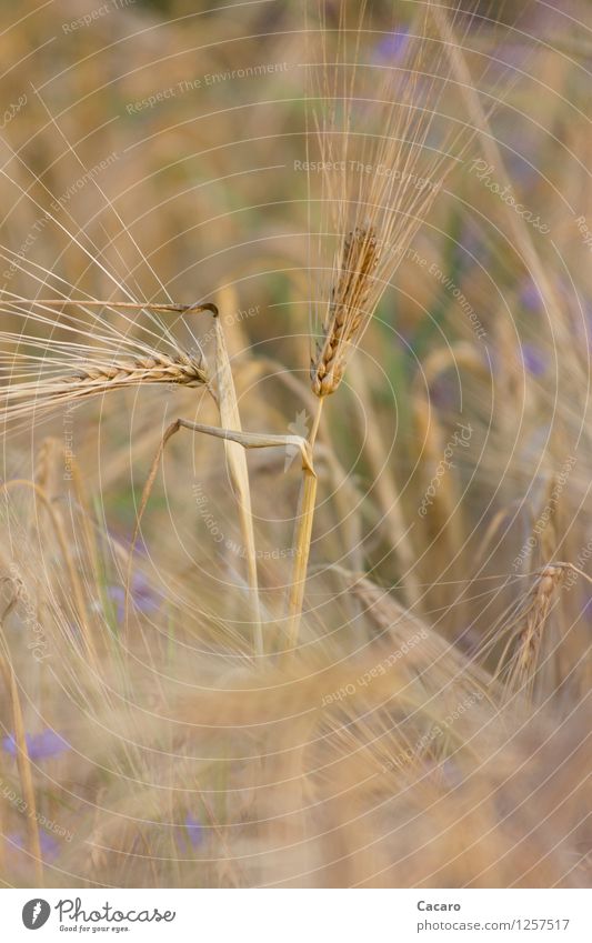 elegant cereal Healthy Eating Allergy Summer Nature Plant Agricultural crop Grain field Barley Field Esthetic Elegant Brown Gold Colour photo Subdued colour