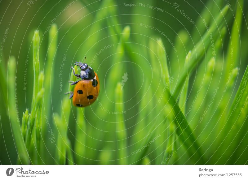 Arrived at the top Plant Animal Beetle Animal face 1 Flying To feed Crawl Ladybird Insect Colour photo Multicoloured Exterior shot Close-up Detail