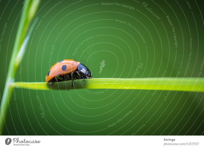 balancing act Nature Plant Animal Beetle Animal face 1 Movement Flying To feed Ladybird Insect Colour photo Multicoloured Exterior shot Close-up Detail