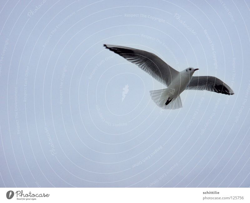 comes a bird flown ... Bird Ocean White Swing seagull Sky Flying Aviation Freedom Blue Wing