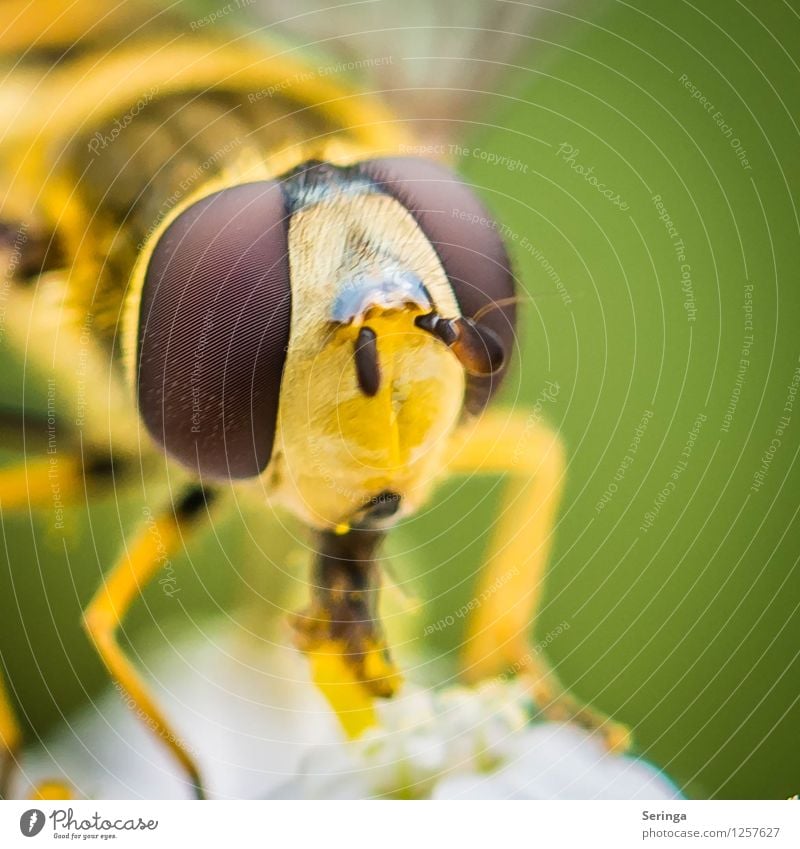 Eyes...( glances ) of the hoverfly Plant Animal Fly Animal face 1 Flying To feed Wait Hover fly Colour photo Multicoloured Exterior shot Close-up Detail