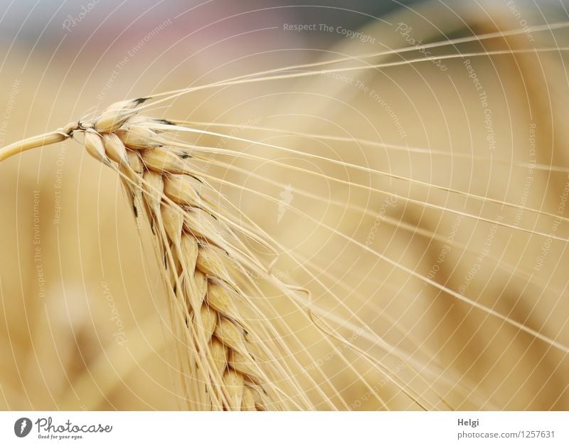 have the ear... Food Grain Environment Nature Plant Summer Beautiful weather Agricultural crop Barley Barley ear Barleyfield Cornfield Field To dry up Growth