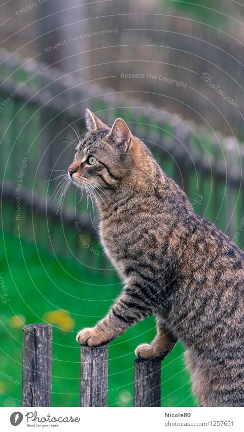 Cat Clemens on the stalk Pet 1 Animal Watchfulness Observe Domestic cat Tiger skin pattern Looking Garden fence Colour photo Exterior shot Deserted