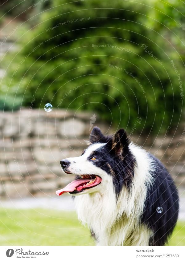 Dog, border collie, watching bubble Joy Playing Garden Animal Grass Pet 1 Observe Happiness Cuddly Cute Black White Soap bubble Action cheerful Copy Space
