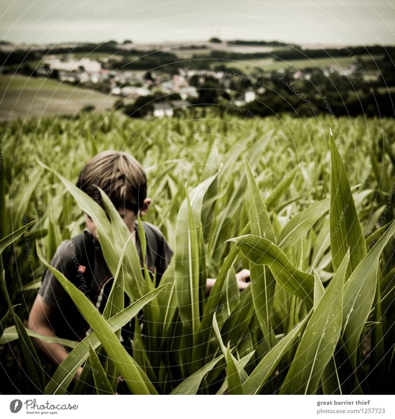 Boy in cornfield Human being Masculine Child Boy (child) Infancy Life Body 1 3 - 8 years Environment Nature Landscape Animal Sky Clouds Summer Climate Weather