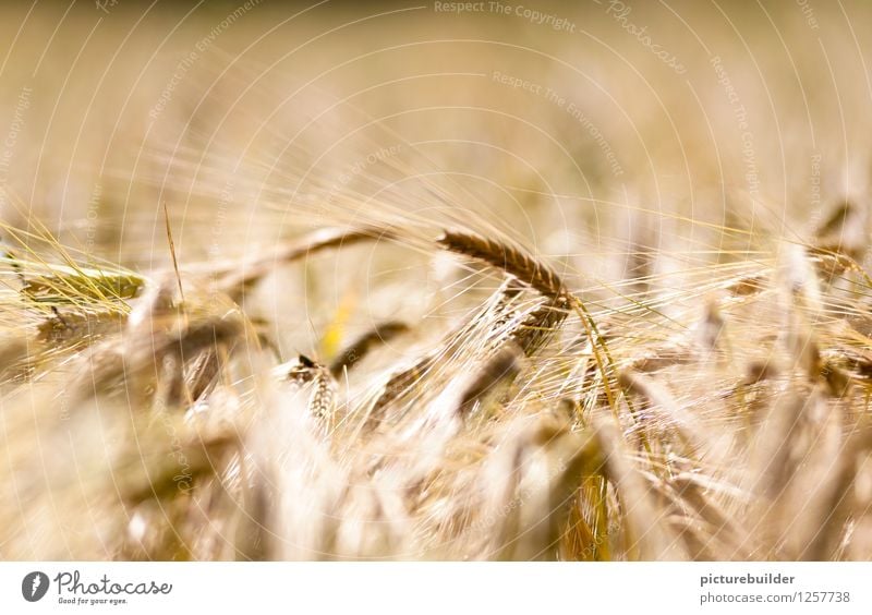 a cornfield Nature Summer Plant Field To dry up Yellow Wheat ear Wheatfield Harvest Colour photo Exterior shot Copy Space top Copy Space bottom Day