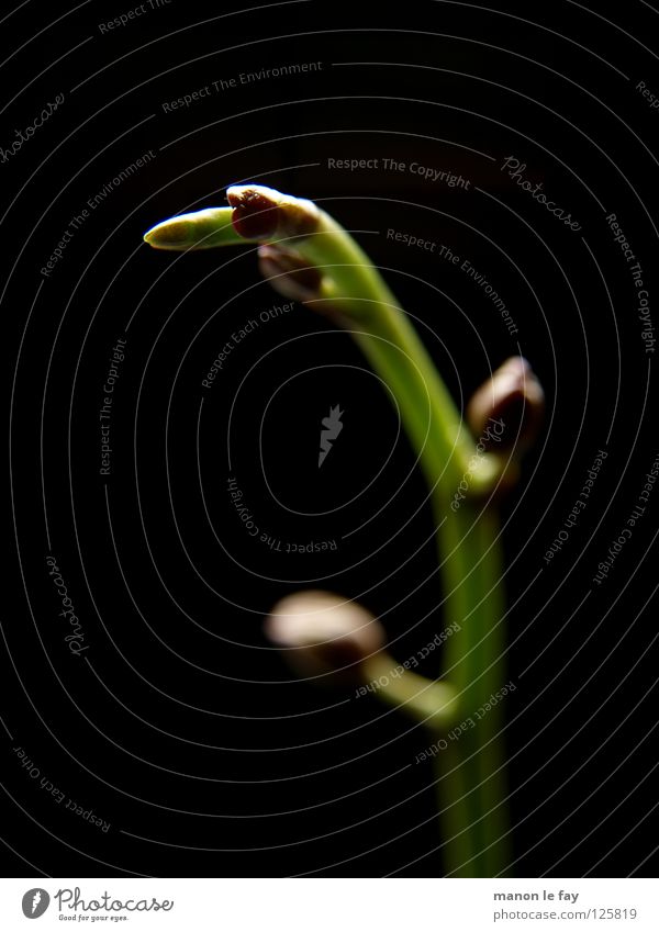 Orchi Deenknospe Green Black Violet Plant Blossom Whimsical Life Exceptional Curved Delicate Light Dim Orchid Stalk Blur Flower Fragile Macro (Extreme close-up)