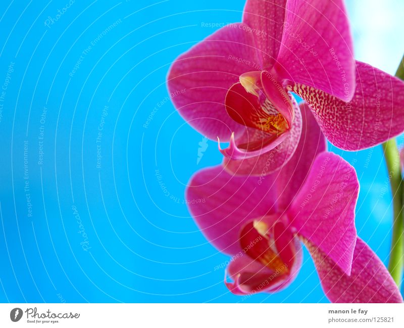 Volta Pink Orchid Flower Blossom Cyan Graceful Fragile Macro (Extreme close-up) Close-up Blue Elegant Exotic Beautiful