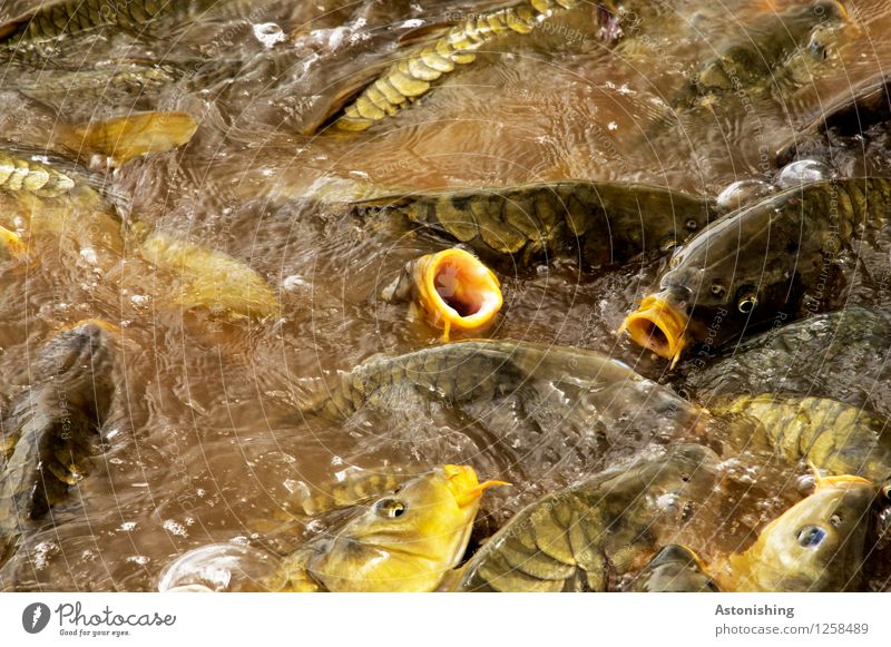 fish pile Animal Wild animal Fish Scales Flock Water To feed Swimming & Bathing Brown Yellow Gold Heap Many Eyes Chaos Muzzle Hideous Colour photo Multicoloured