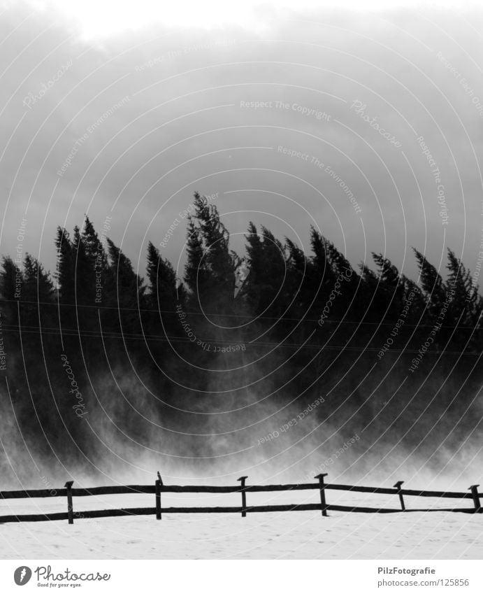 Emma Gale Tree Fence Black White Crooked Extreme Storm Wood Broken Tumble down Dangerous Fear of death Point Treetop Clouds Black & white photo Panic Wind Bend