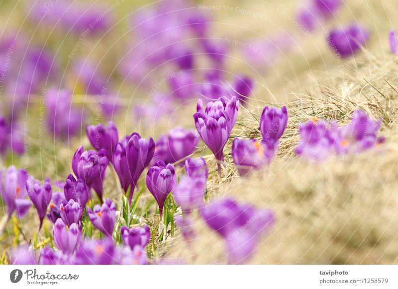 spring crocuses on mountain meadow Beautiful Mountain Garden Environment Nature Landscape Plant Spring Flower Grass Blossom Park Meadow Bright Natural Wild Blue