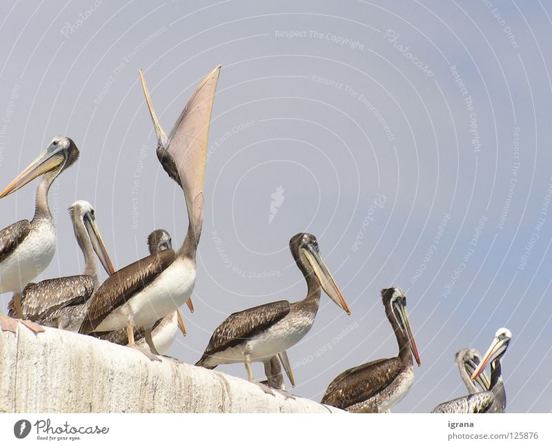 more! Animal Pelican Beak Wall (barrier) Chile Arica South America Bird Sky Appetite