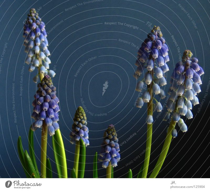 blue Muscari Hyacinthus Plant Sympathy Harmonious Bell Dimension Beautiful Far-off places Near Large Small Cold Violet Green Blue Fantasy literature blueprint