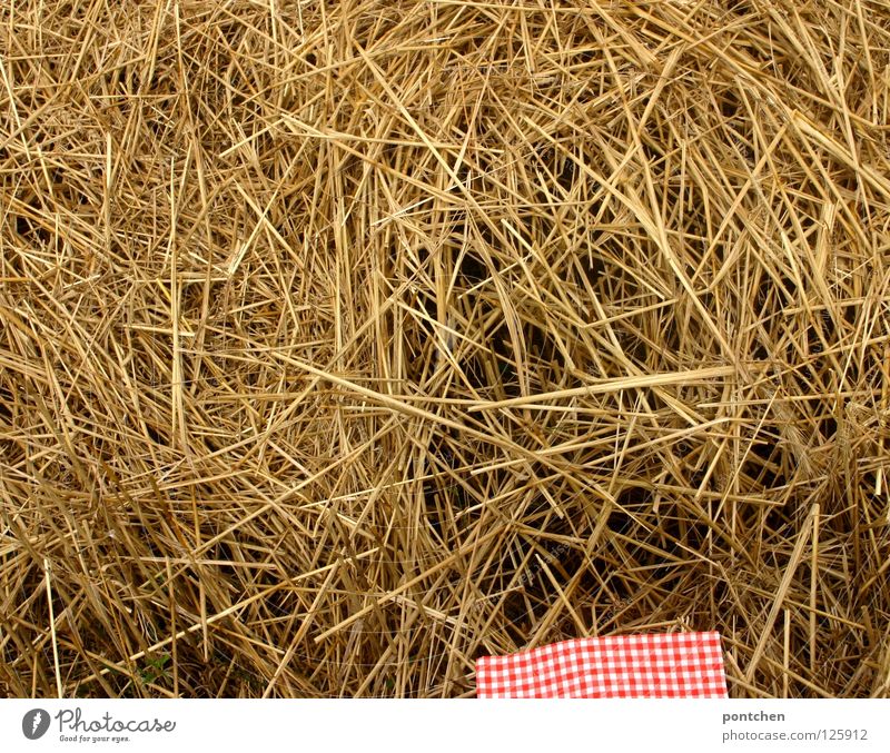 Red and white checked napkin in straw. country life Relaxation Vacation & Travel Trip Summer Nature Autumn Agricultural crop Field Romance Idyll Straw Napkin