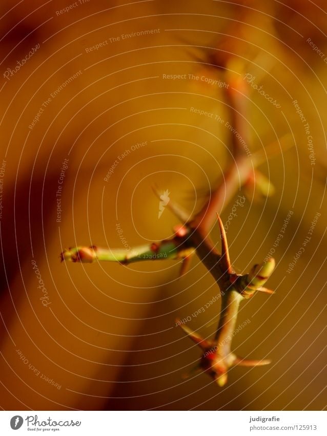 thorns Thorn Thorny Environment Defend Defensive Plant Brown Growth Flourish Blur Colour Twig Nature Point Bud