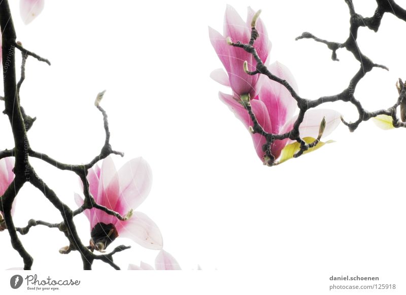 backlight magnetolie White Abstract Tree Magnolia plants Spring Plant Back-light Pink Red Light Background picture Blossom Blossom leave Branch Bud