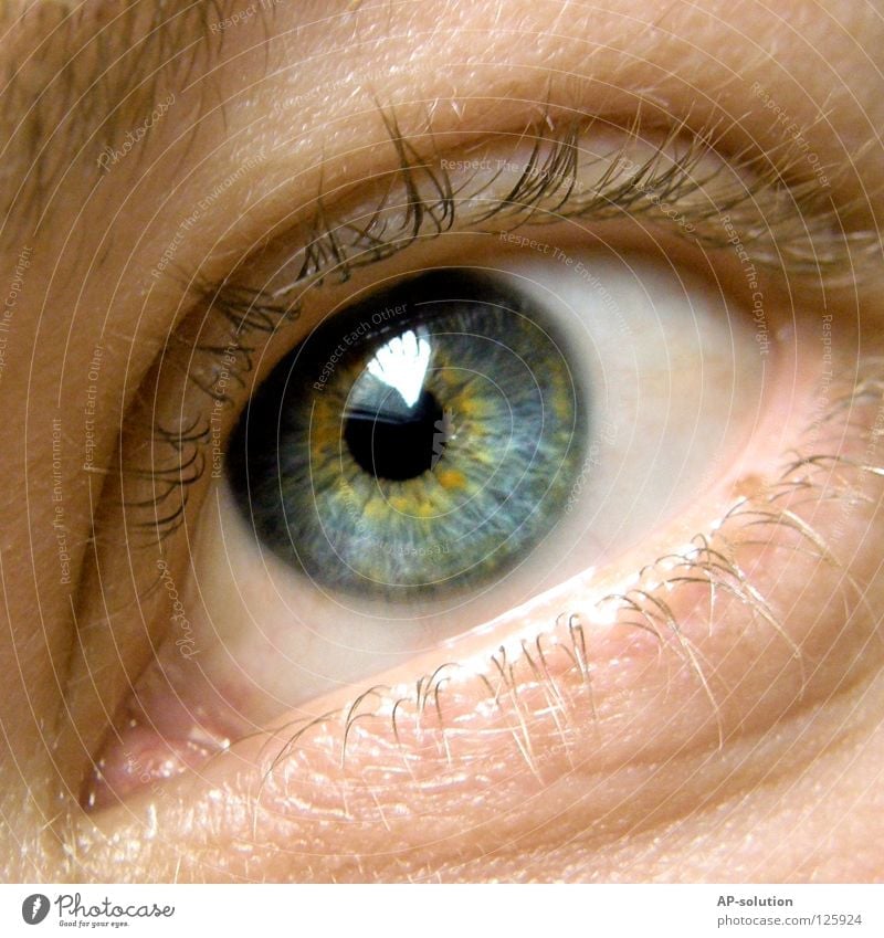 eye Pupil Looking White Round Senses Macro (Extreme close-up) Near Eyebrow Eyelash Glittering Yellow Delicate Beautiful Man Play of colours Pattern Human being