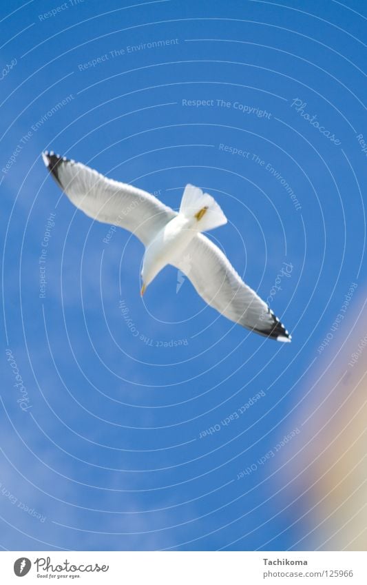 Jonathan Hart Seagull Ocean Bird Joy Summer Freedom Sun Wing Flying Vacation & Travel