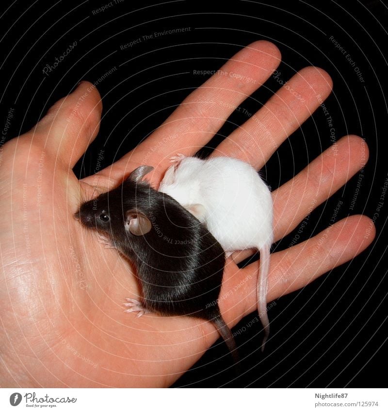 black and white Black White Evil Small Sweet Pet Rat Pests Plagues Hand Rodent Animal Mouse trap Hiding place Cuddling Dark Converse Tails Mammal Might