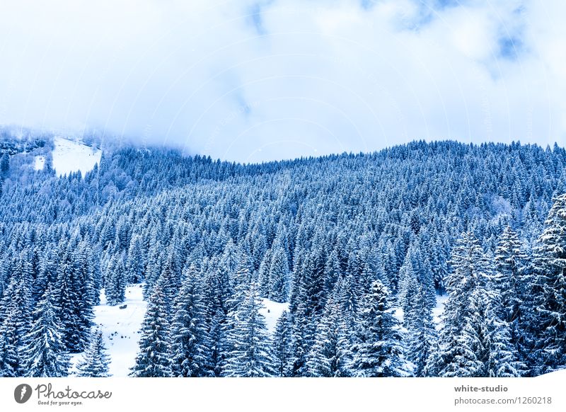 bitter Forest Cold Snow Powder snow Tourism Love of winter Winter Snowscape Winter's day Hill Nature Coniferous forest Christmas tree Christmas trees