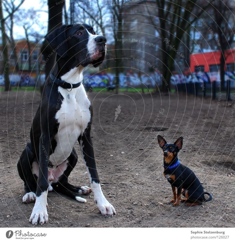 Thick and stupid Great Dane Mastiff Dog Size difference Friendship Mammal big and small miniature pinschers mismatched pair